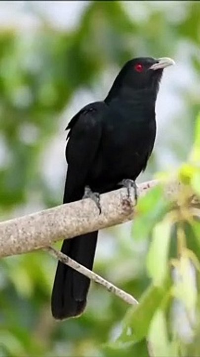 burung Kicau hitam