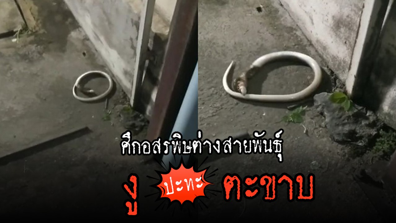 ศึกต่างสายพันธุ์ ! งู vs ตะขาบ ดูแค่ชื่อก็รู้ว่าใครชนะ แต่ความจริงผิดคาด.. !
