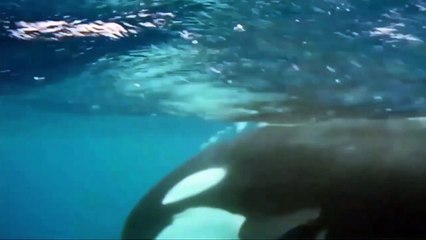 Đại bàng lao xuống đáy hồ bắt cá ....