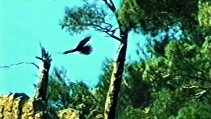 lý do đại bàng tấn công rùa biển ...