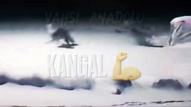 kangal dog vs wolf (2022) kangal dog vs wolf video kangal dog vs wolf real fight WILD Addiction