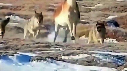 DONKEY BRO'H THE LIVESTOCK GUARDIAN   DONKEY KILL WILD ANIMALS   WILD ADDICTION