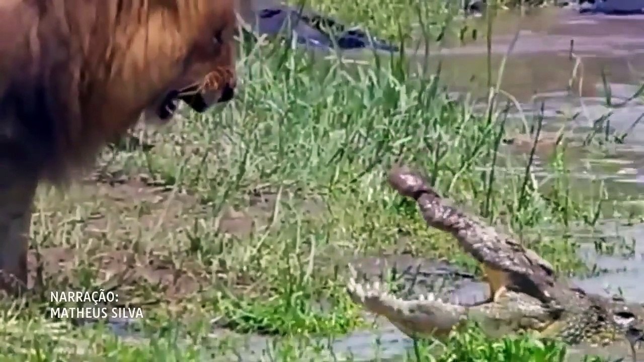 LION VS TIGER - Who is the real king   WILD Addiction