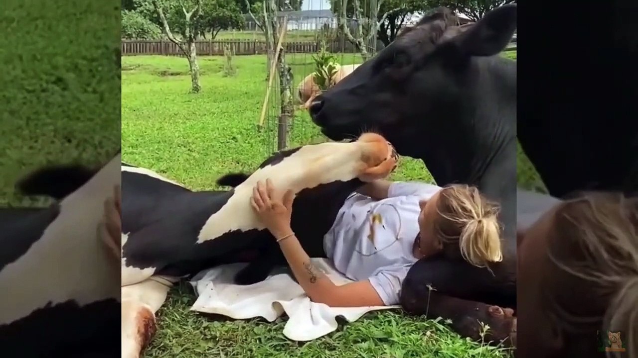 Funny Animals Videos Try Not To Laugh Dogs And...