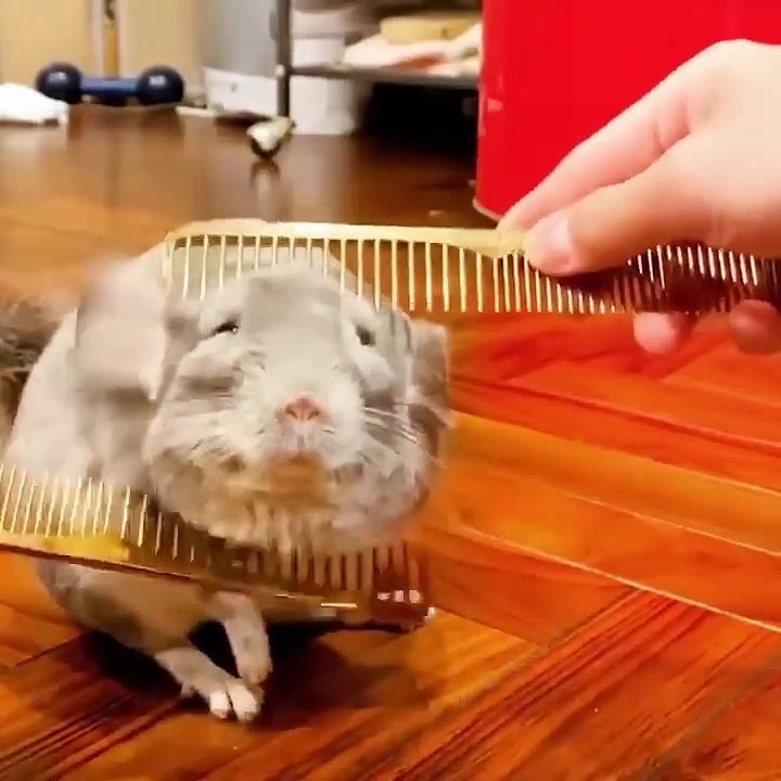 Baby Dogs Cute and Funny Dog Videos. 6 Minutes of Funny Puppy Videos 2021 try not to laugh