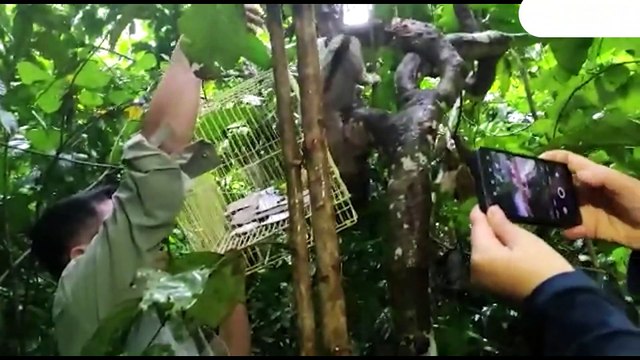 Pelepasliaran 3 Ekor Kukang Yang Termasuk Hewan Langka Oleh BBKSDA Riau