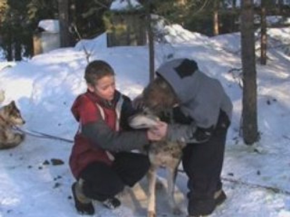 Raid à Färjstället en suede avec des chiens de traineau