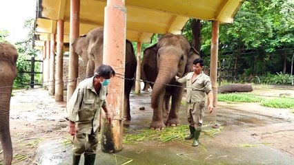 Chăm Sóc Thú Mùa Dịch Trong Thảo Cầm Viên