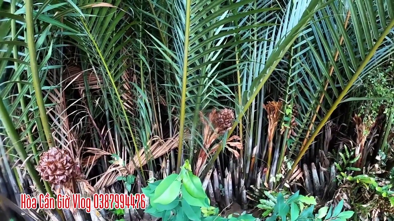 DẦM MƯA ĐI BẮT CUA TRANG TRẢI CUỘC SỐNG KHÔNG NGỜ MAY MẮN Ở PHÚT CUỐI