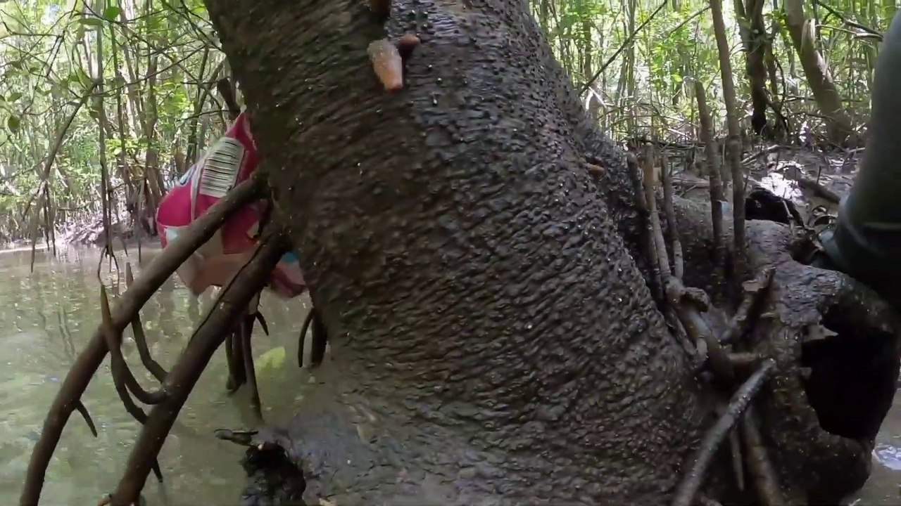 KIÊN TRÌ CHINH PHỤC CUA KÌNH TRONG BỌNG MẮM KHI THỦY TRIỀU DÂNG CAO