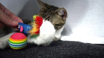 Funny Kitten Wakes up when He Gets Toys