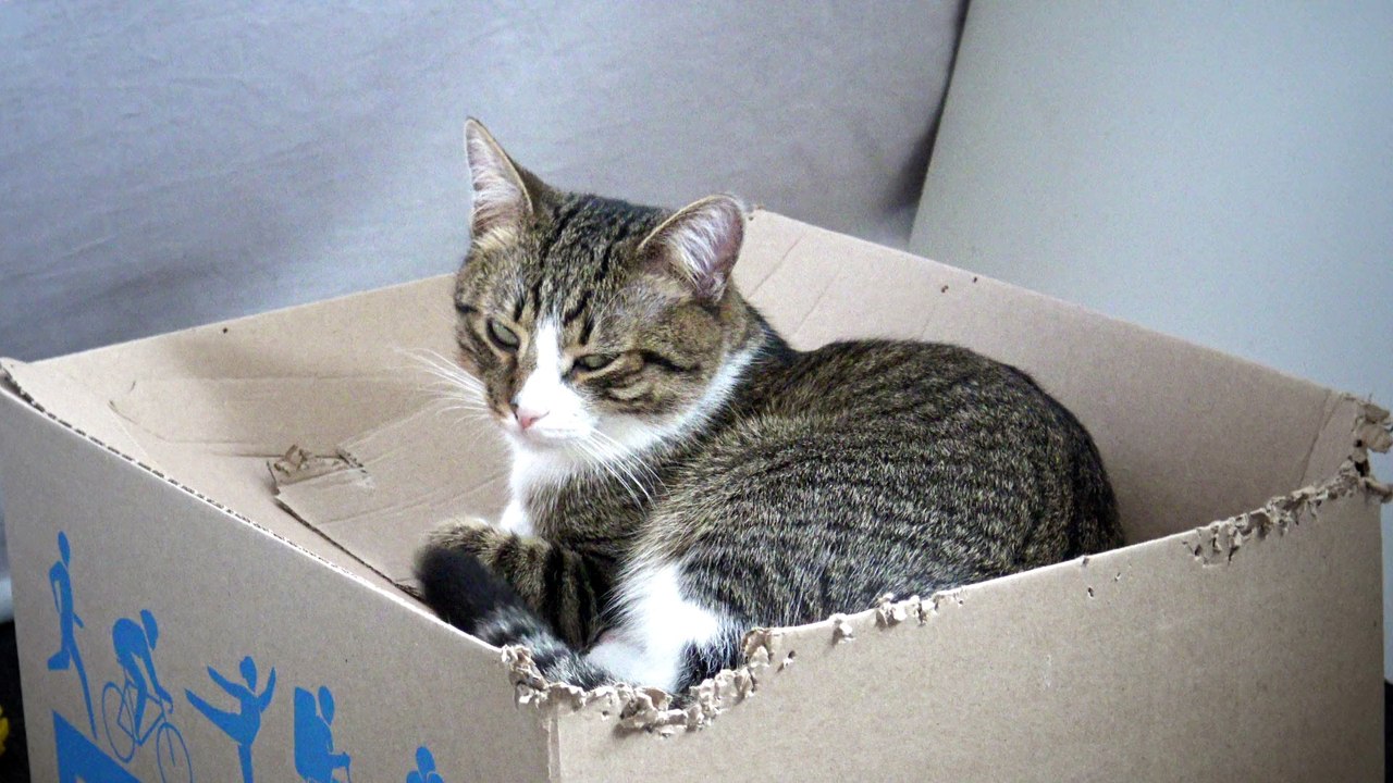 Kitten Has a Favorite Box