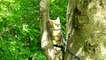 Little Cat Loves to Climb on Trees