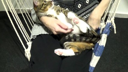 Little Cat Sits in My Arms