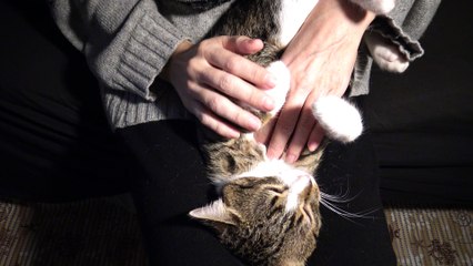 Tame Kitten Sleeps Upside Down