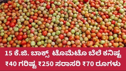 ಇಂದಿನ ಟೊಮೇಟೊ ಧಾರಣೆ: 15 ಕೆಜಿ ಬಾಕ್ಸ್ ಒಂದರ ಗರಿಷ್ಠ ದರ 250 ರೂ.!