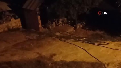 Çizgili sırtlan evin bahçesine kadar böyle geldi
