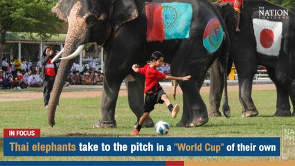 Thai elephants take to the pitch in a "World Cup" of their own | The Nation