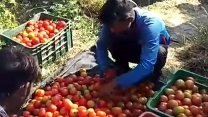 शिवपुरी : टमाटर के दाम गिरे औंधे मुंह, कम दाम मिलने से किसान परेशान