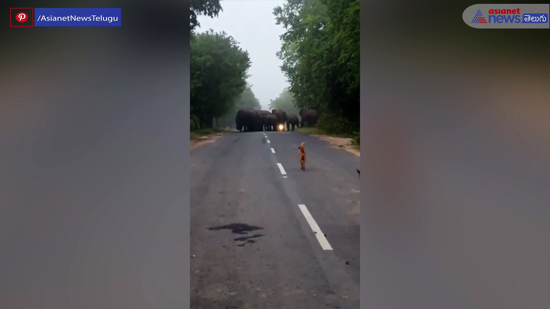 పచ్చని ప్రకృతి ఒడిలో పొగమంచు చీల్చుకుంటూ... పలమనేరులో ఏనుగుల గుంపు సందడి 