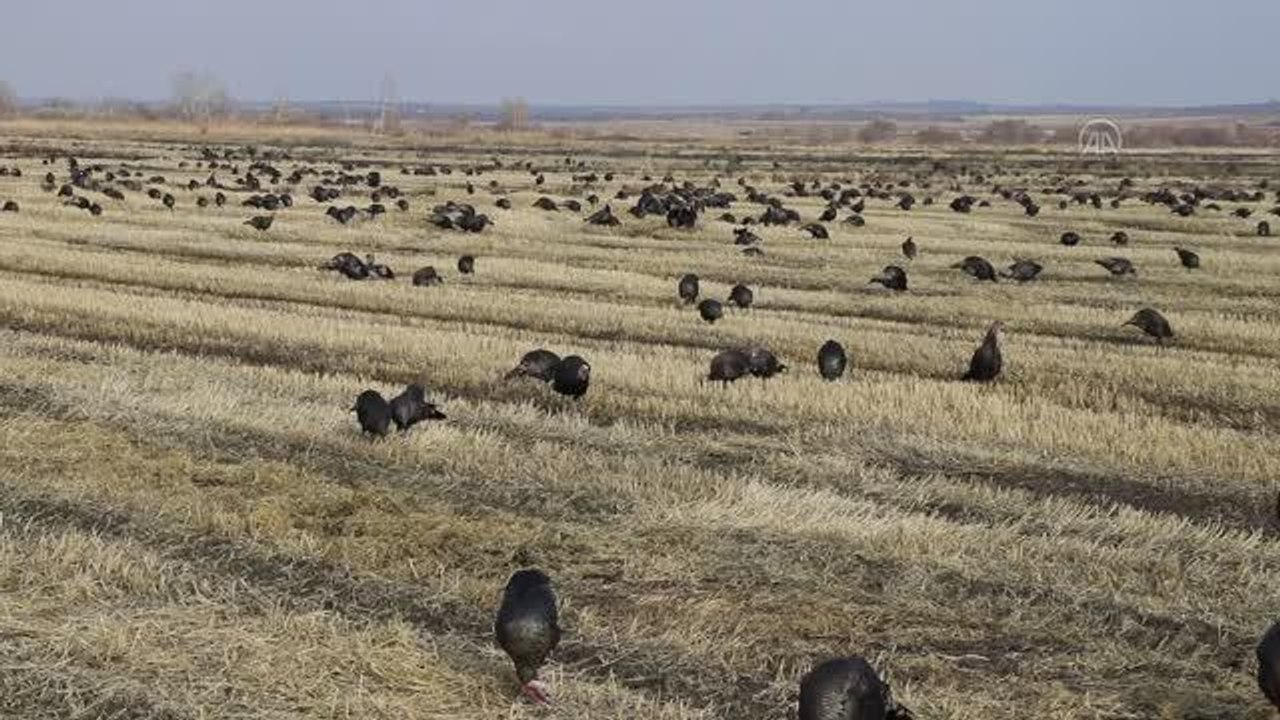 Tekirdağ'da yetiştirilen hindiler birçok ile gönderiliyor