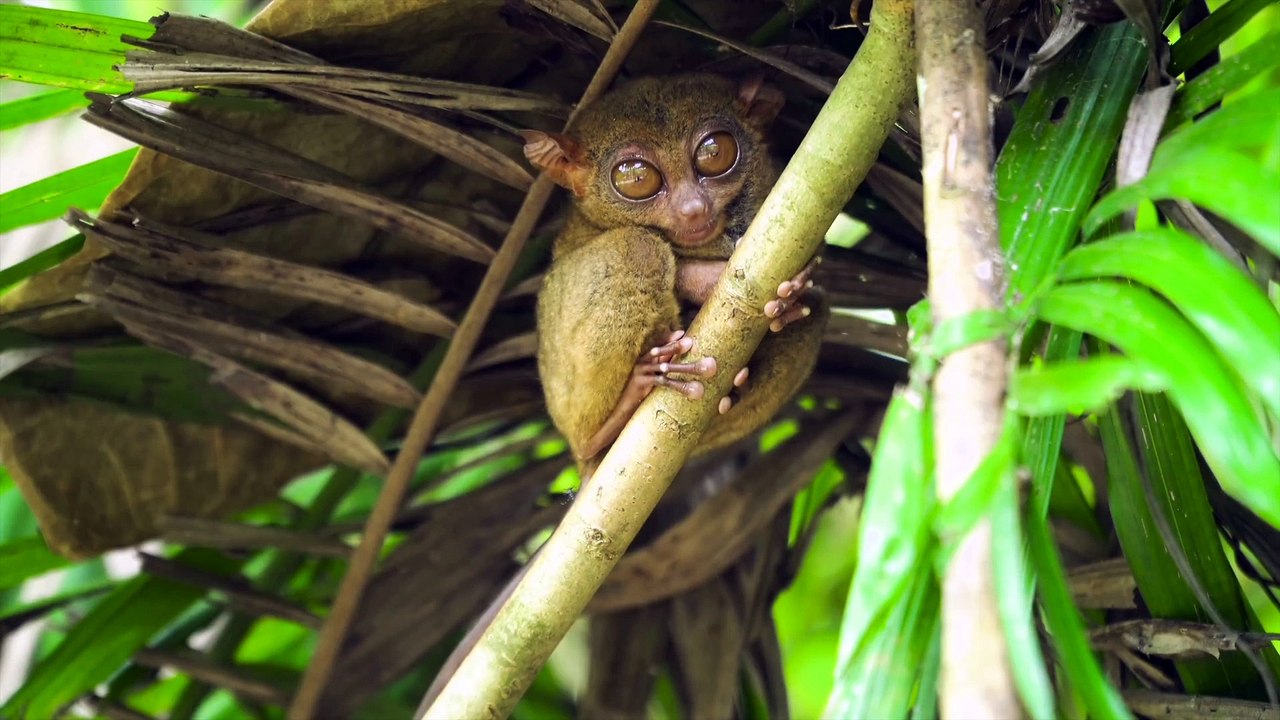 Wild Animals Collection High Quality Part 1