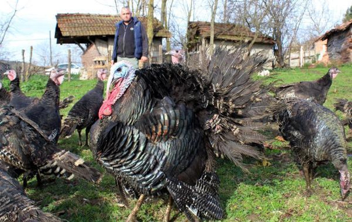 YILBAŞI ÖNCESİ HİNDİNİN FİYATI KİLOSUNA GÖRE BİN LİRAYI BULUYOR