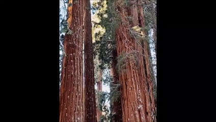 Sequoia géant vs humain... magique