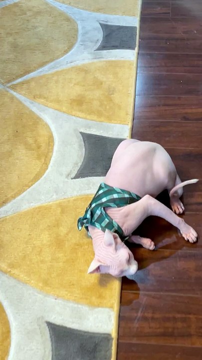 Hairless Cat Hates His Harness