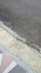 deliciously the cat eats the chicken