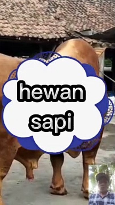 Sapi besar terbesar