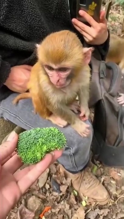 monkey