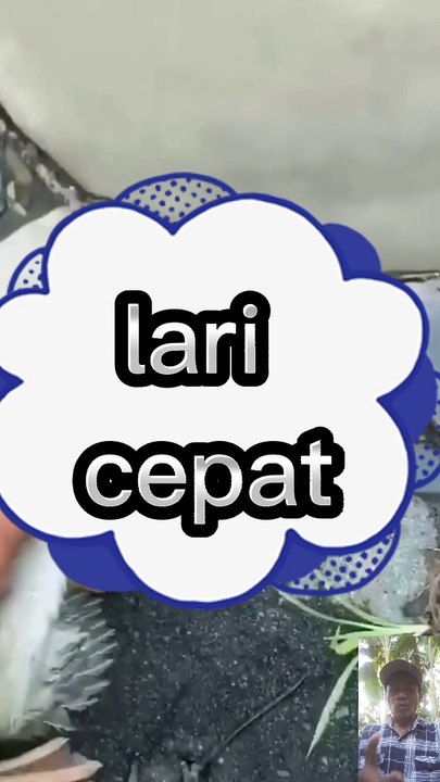 Meri bebek melarikan diri