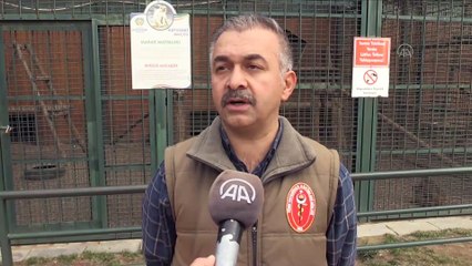 Gümrükte el konulan yavru maymunlara sahip çıktı, bağrına bastı