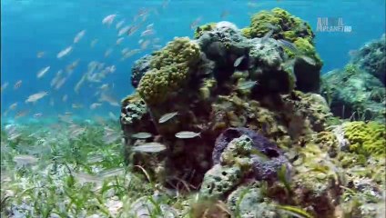 Bahama Blue - The Sand Flats
