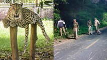 Leopard Video: दहशतगर्दी मचाने वाला तेंदुआ कैमरे में कैद, जबलपुर में अब जानवरों को बना रहा शिकार