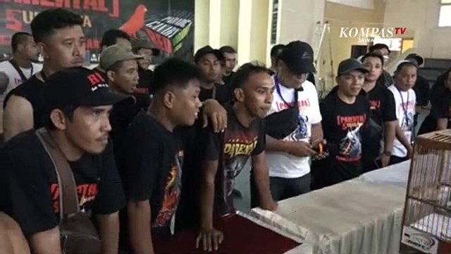 Pesona Kenari Merah Bius Ratusan Kontestan Burung Kenari Parental Lima