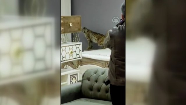 Nesli tükenme tehlikesinde olan vaşak mobilya mağazasına girdi