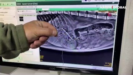 Soluğu veteriner kliniğinde aldılar! 6 aylık tekir cinsi kedinin midesinden çıkan şaşkına çevirdi