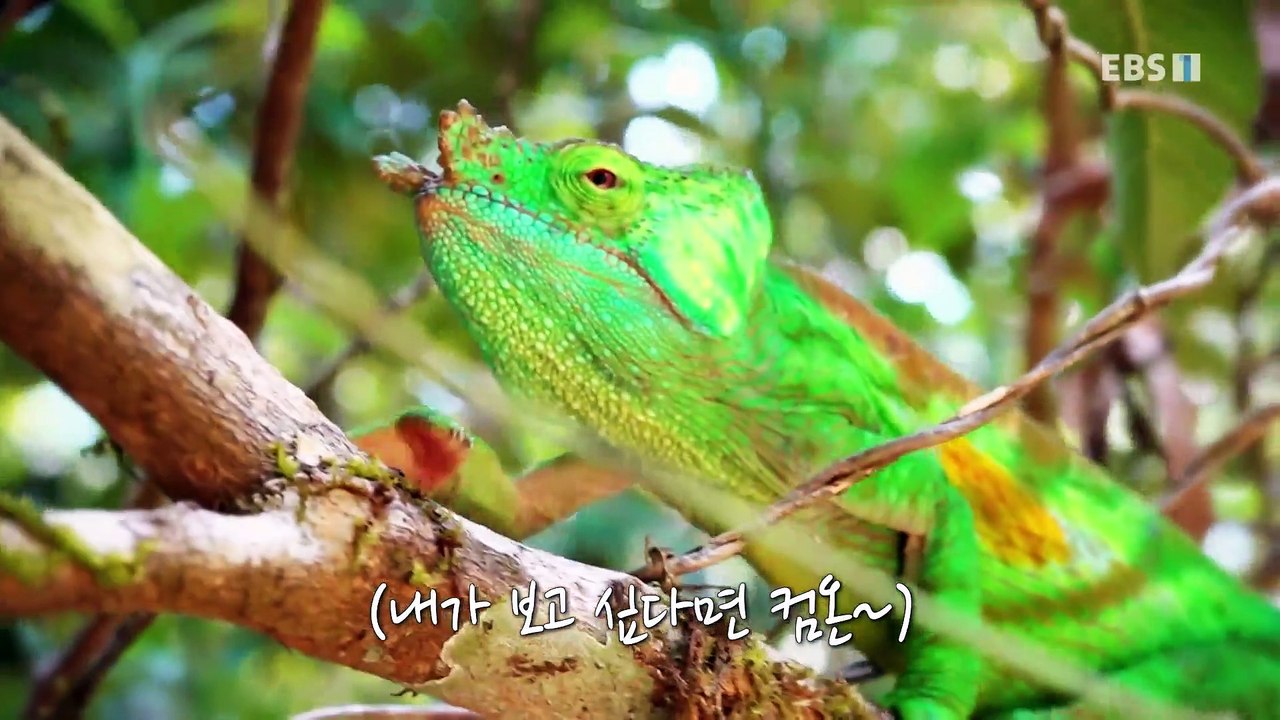 세계테마기행 - 두근두근, 마다가스카라- 고맙소, 제부_#001