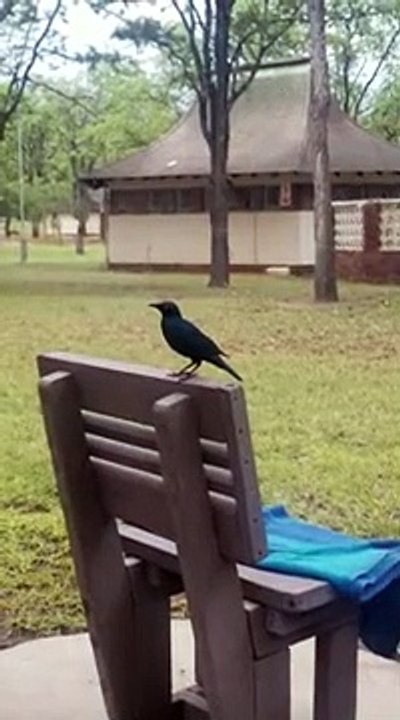 Beautiful Starling Bird