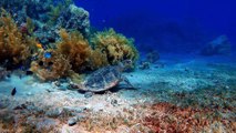 4K Video Ultra Hd - Sea Turtles Underwater