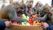 Monkey eat verities of vegetables  Best food for monkeys  feeding carrot tomato cucumber & radish
