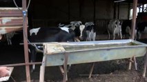 لبنان.. معاناة مربي الأبقار وتأثير الأزمة على إنتاج الحليب ومشتقاته