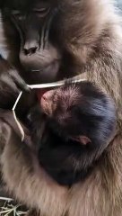 Yorkshire Wildlife Park welcomes baby Gelada Monkey