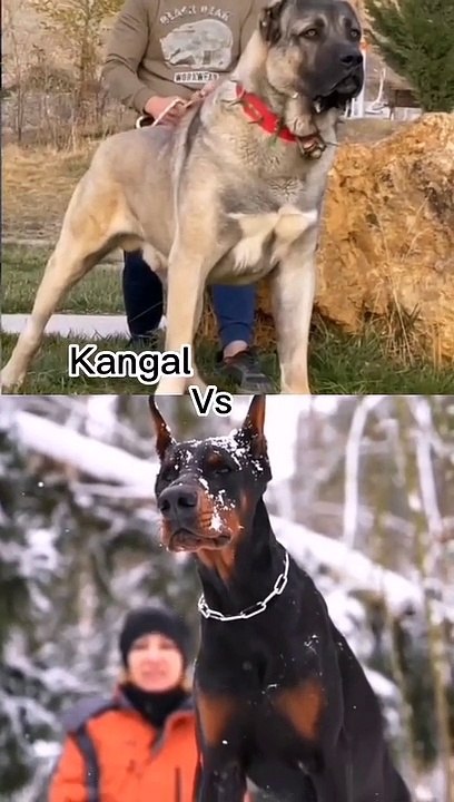 Kangal VS Doberman