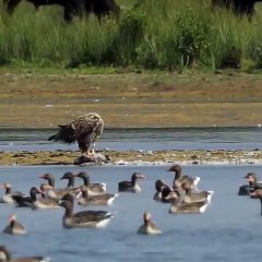 White-tailed Eagle hunts Goose