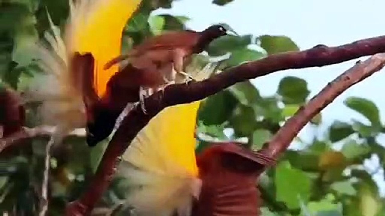 Birds love