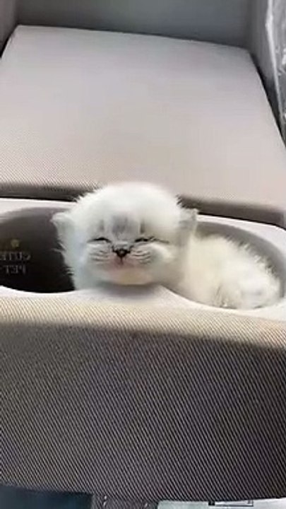 Funny cats pay with her Toy