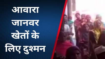 उन्नाव: आवारा जानवर बने किसानों के लिए परेशानी का सबब, देखे क्या कहते हैं किसान नेता